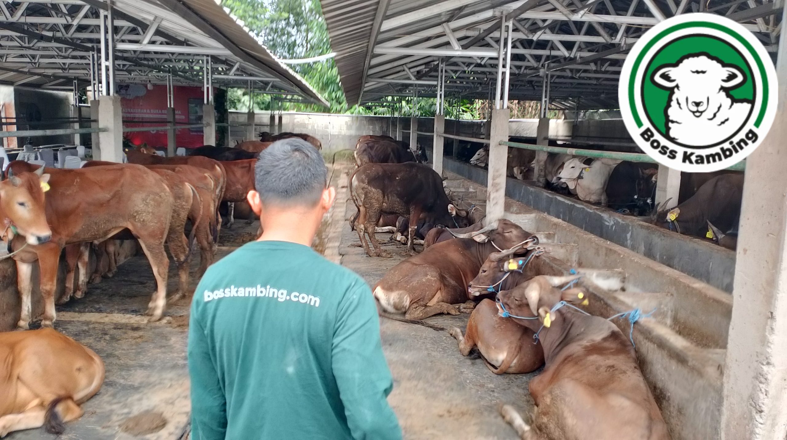 Sapi Qurban Boss Kambing
