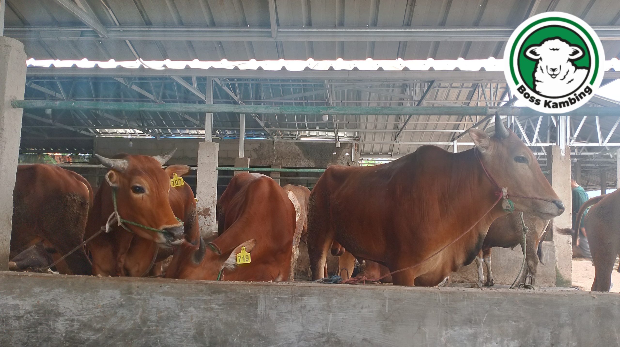 Sapi Qurban Boss Kambing