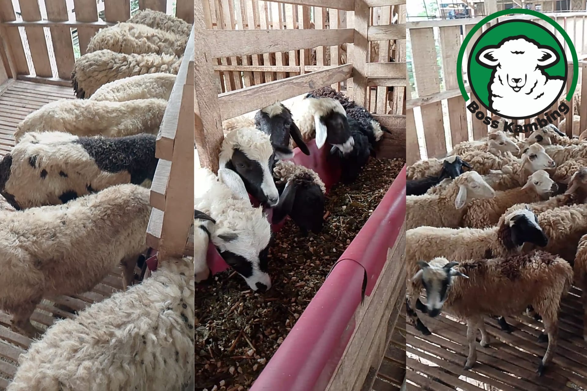 dugul_bosskambing Domba Dugul Boss Kambing