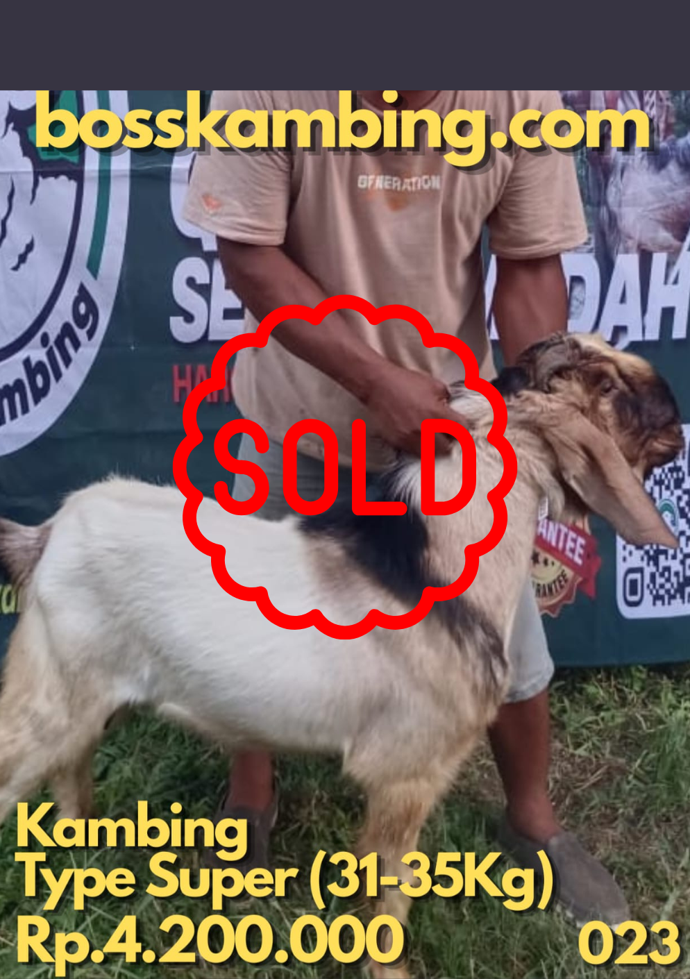 KAMBING 023 SOLD