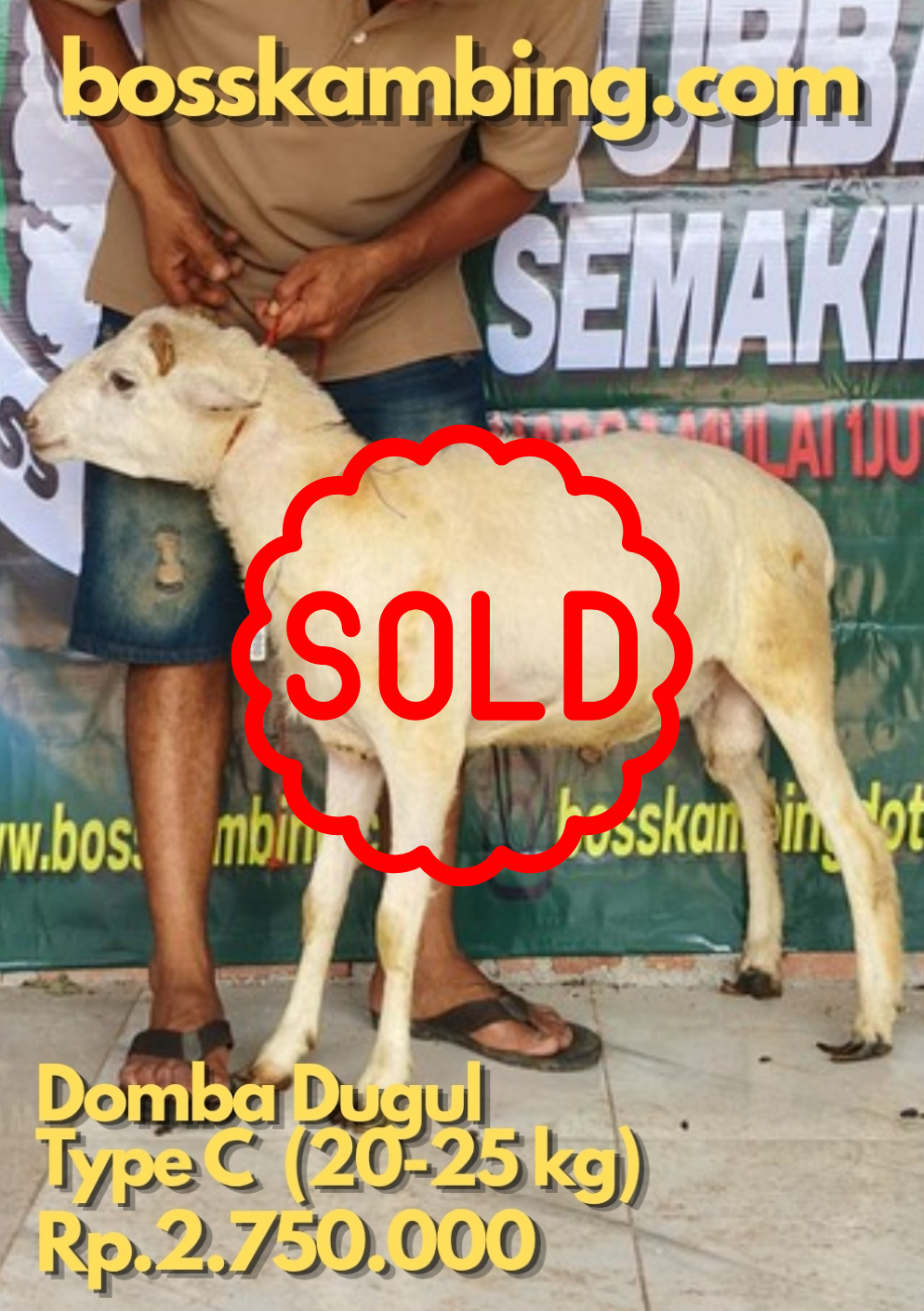 Domba SOLD