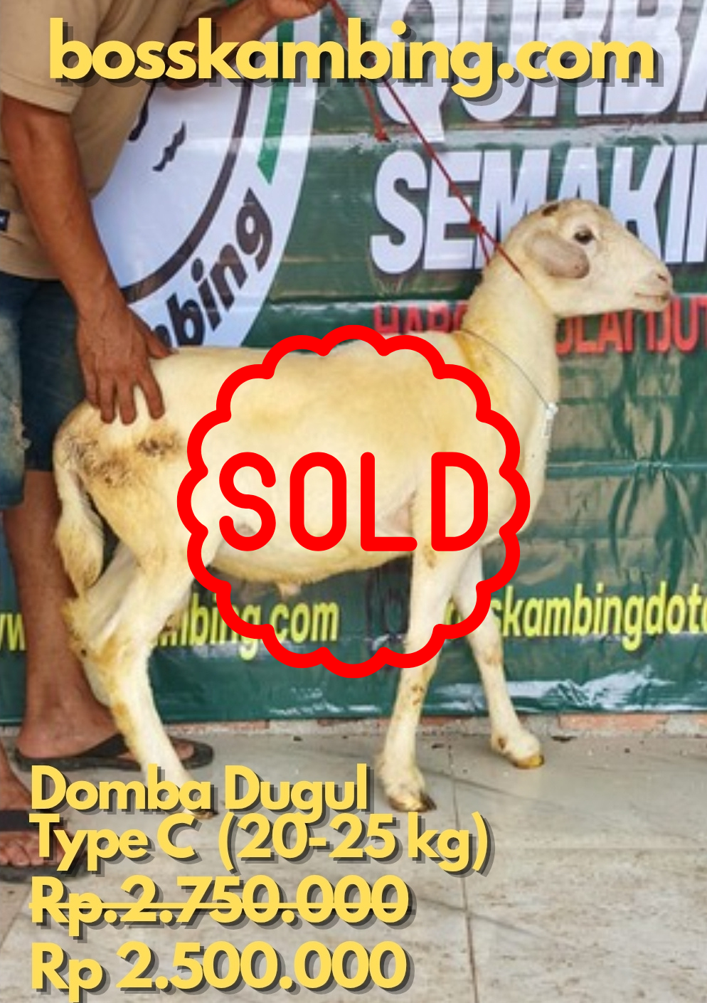 Domba SOLD