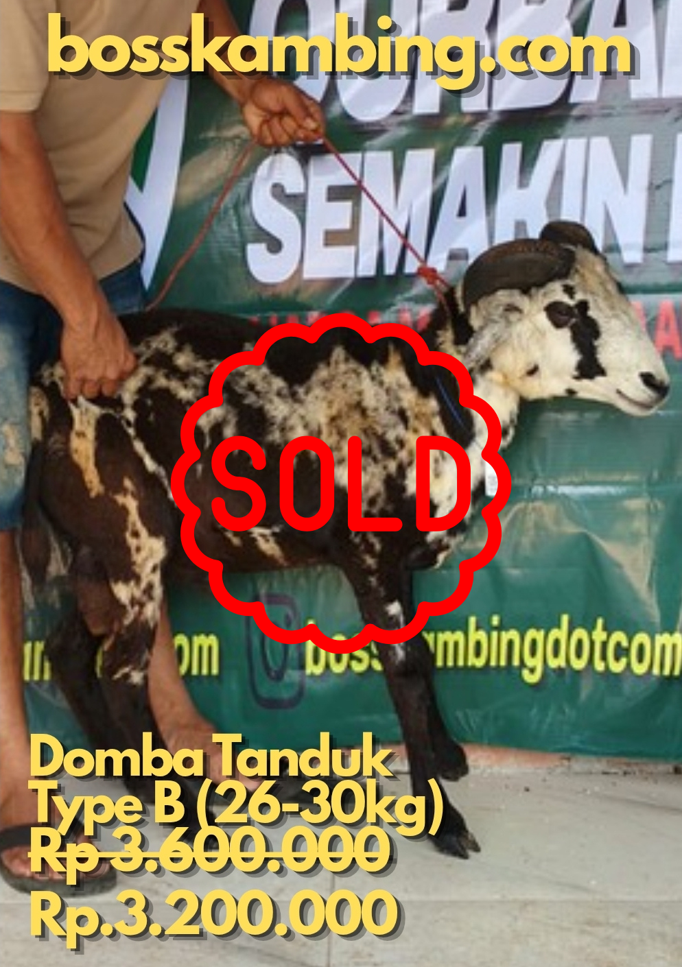 Domba SOLD