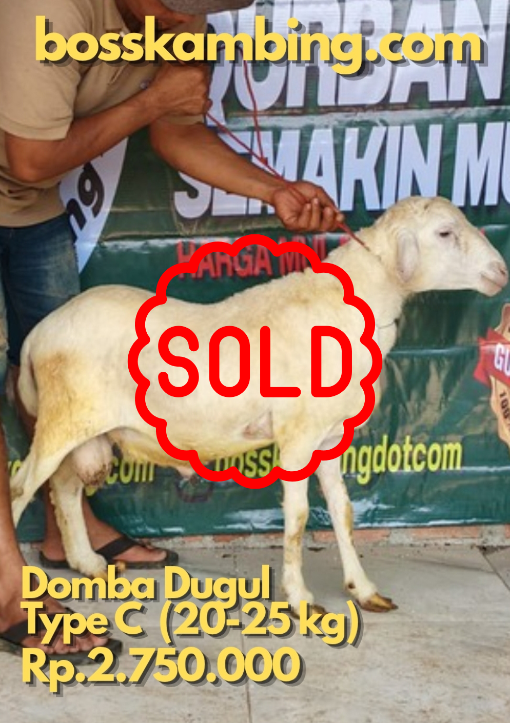 Domba SOLD