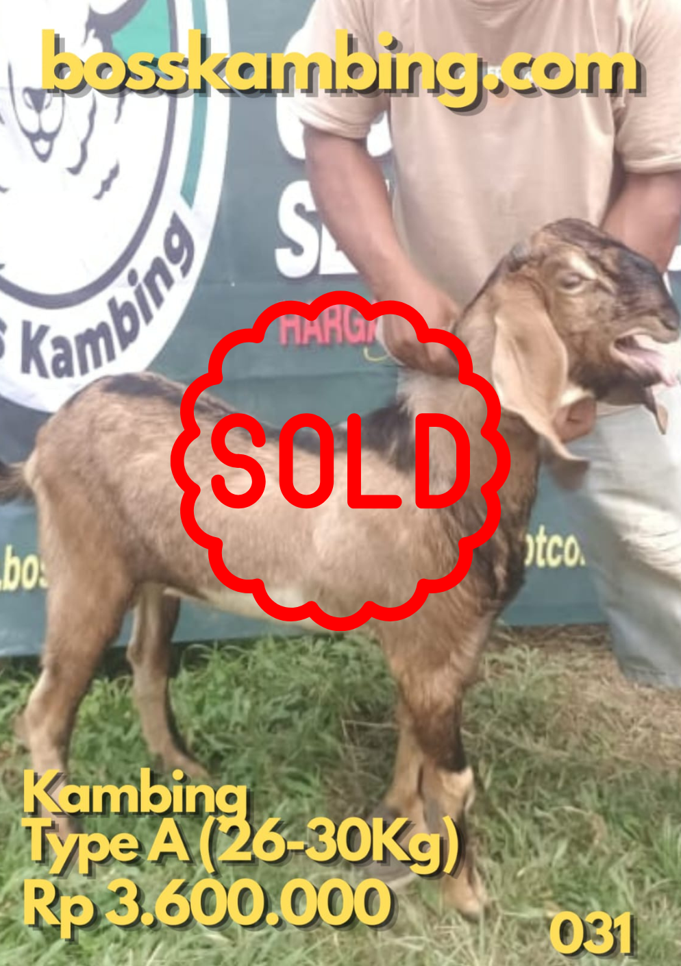 Kambing SOLD