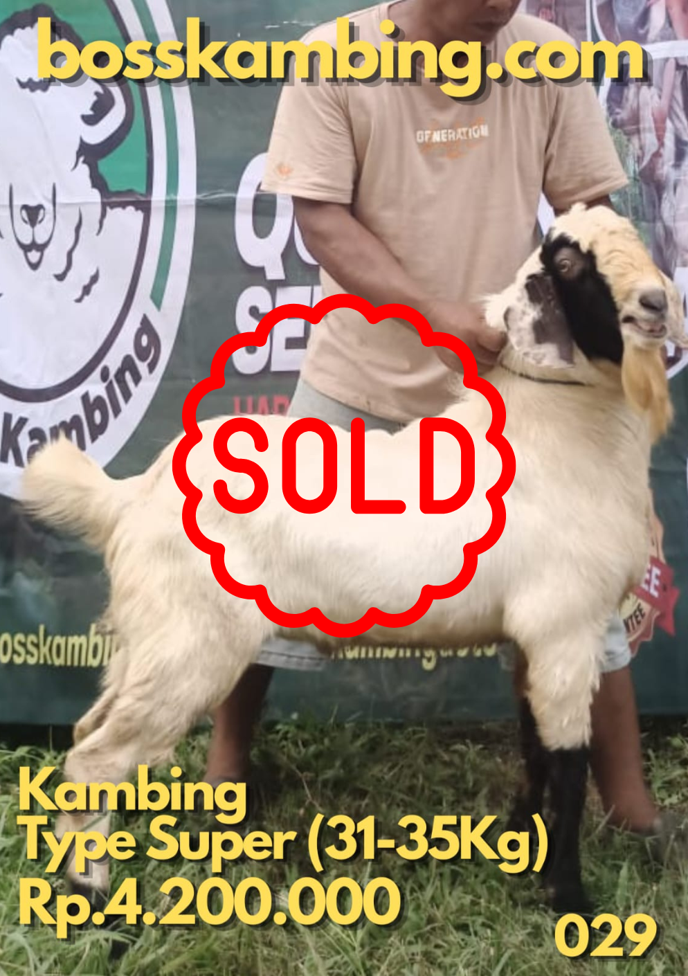 Kambing 029 SOLD